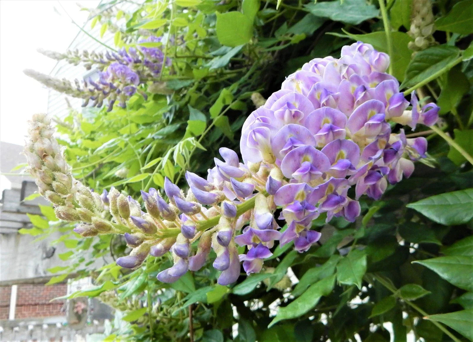 Wisteria Plant 6"-10" Tall Blue Moon Variety - Wisteria Macrostachya "Blue Moon"