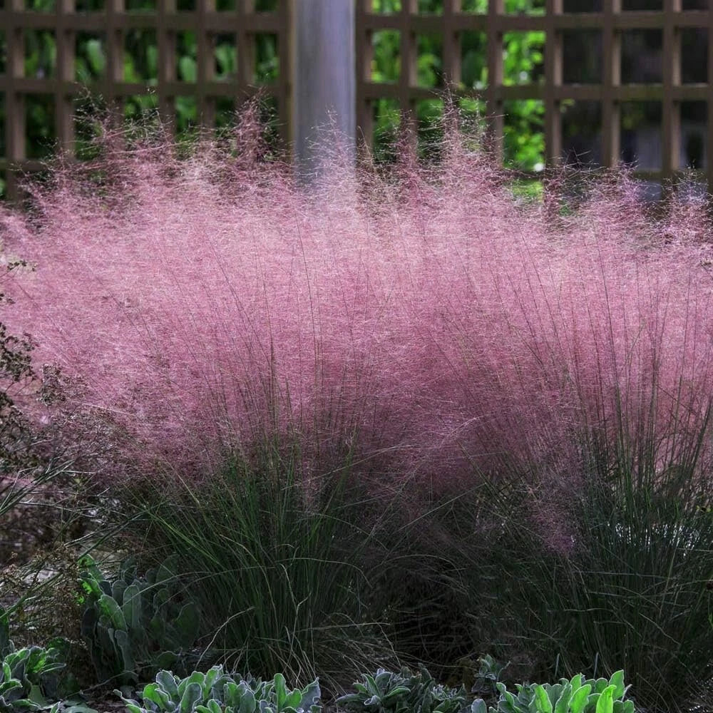 Pink Muhly Grass Seeds - 30 Count for Planting - Muhlenbergia capillaris - Ornamental Grass, Drought-Tolerant, Landscape Design