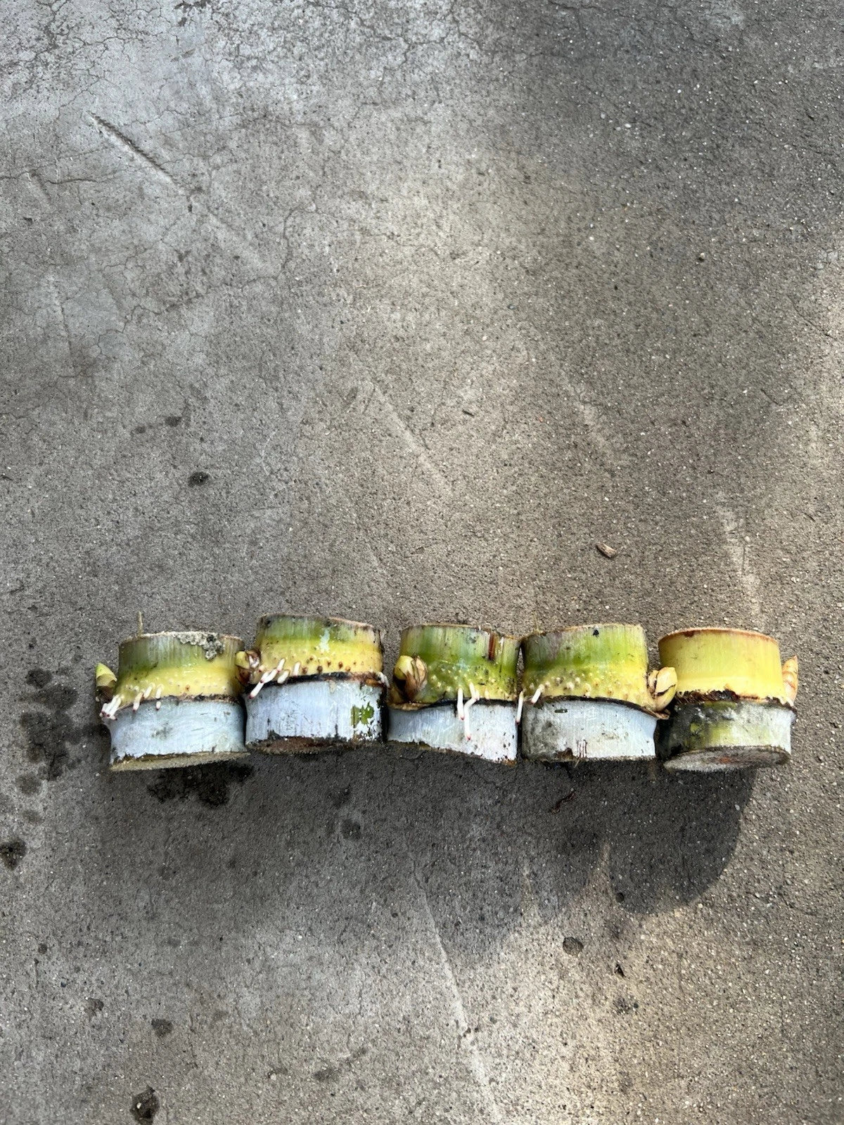 Rooted Sugarcane Cuttings - Tropical Live Plant - Ready to Plant - Saccharum officinarum