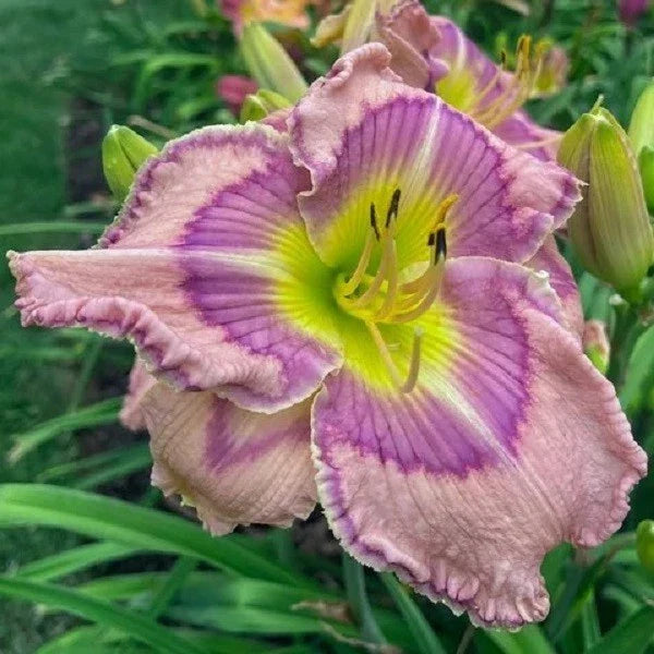 Live Daylily Plant ~ Forever Princess ~ Rebloomer Variety ~ Hemerocallis