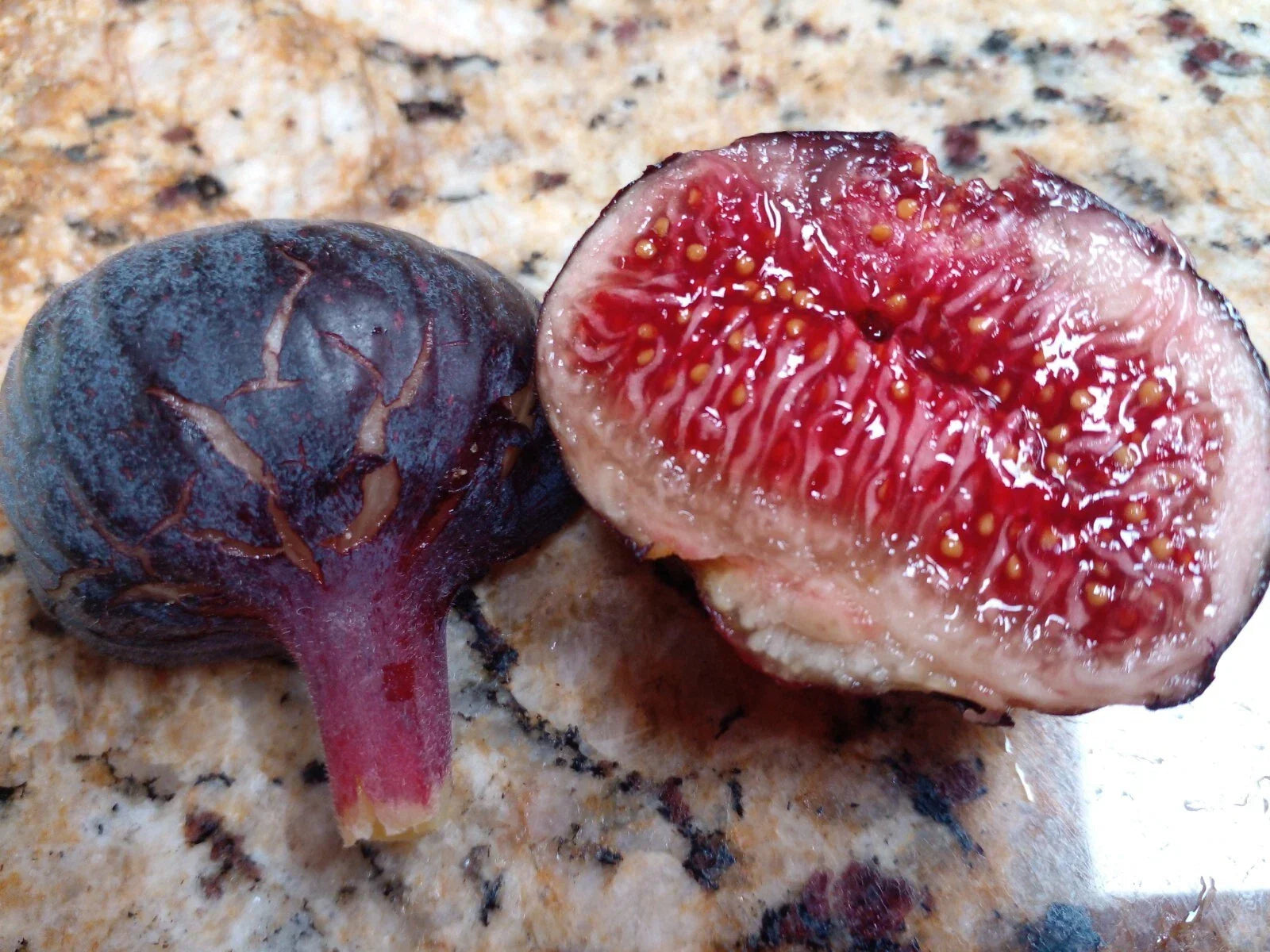 Cherry Cordial Fig Cuttings - 2 Premium Cuttings - Tangy Sweet Flavor - Ficus carica 'Cherry Cordial'