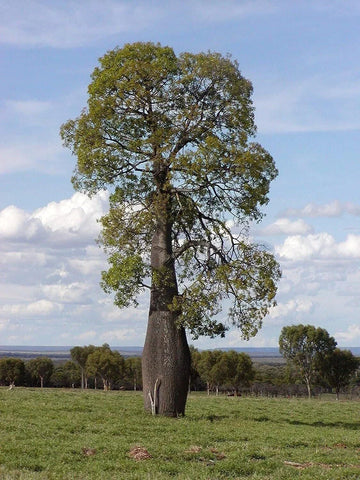 Queensland Bottle Tree Live Plant in 3 Gallon Pot, Brachychiton rupestris, Unique Tropical Foliage for Home or Garden