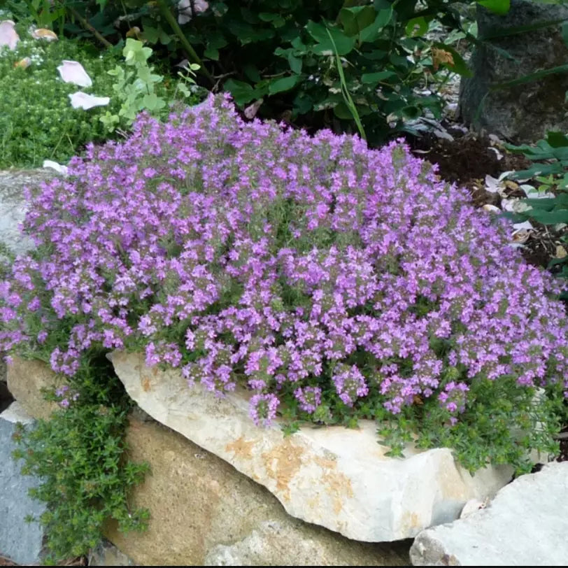 Creeping Thyme Seeds - 2000 Non-GMO Purple Flower Groundcover - Thymus serpyllum Lavender Perennial
