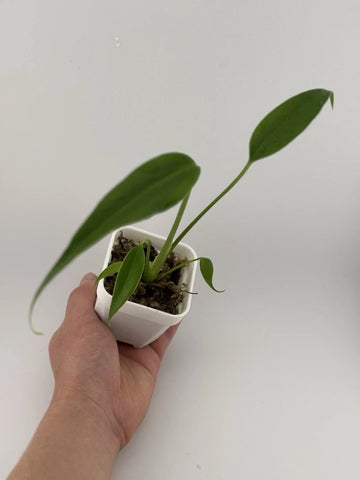 Monstera Burle Marx Flame Starter Plant - 3 Inch Pot, Fully-Rooted, Indoor Tropical Plant, Monstera adansonii