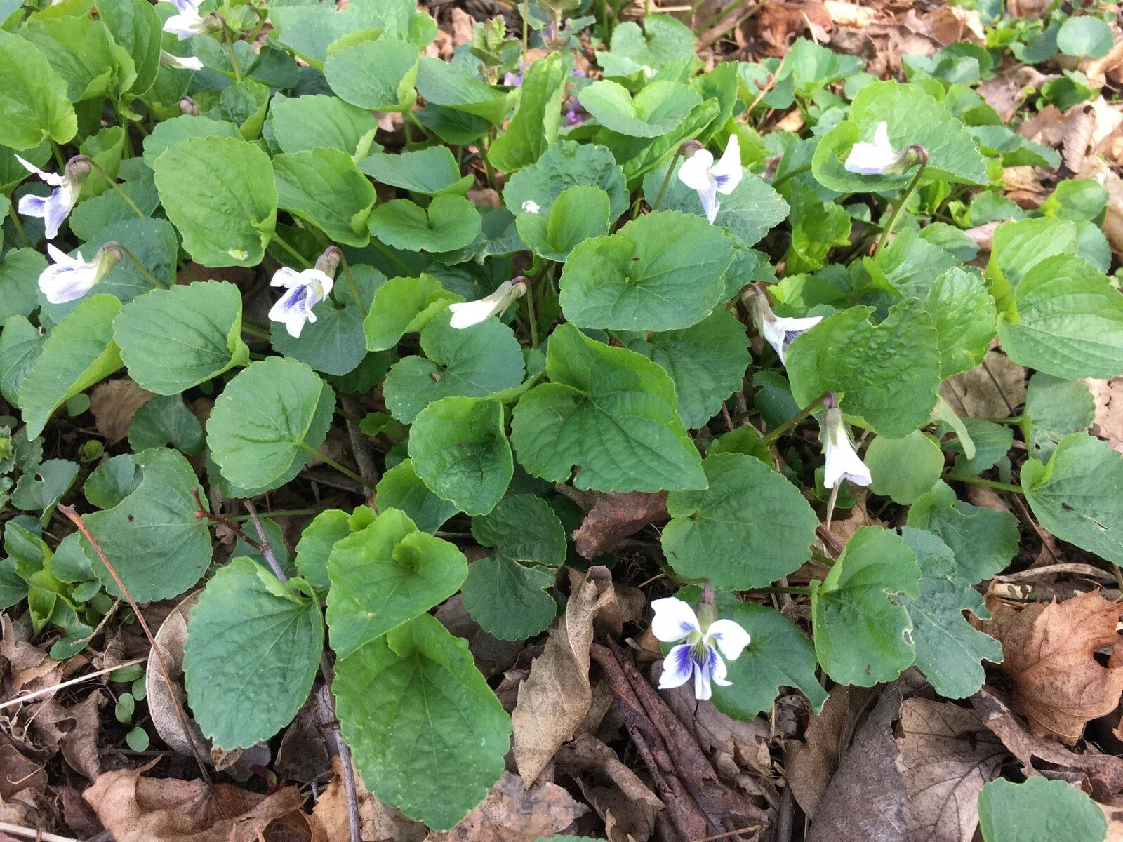 Wild Violet Flower Plants - 12+ Bareroot Rhizomes, White Viola for CT Garden