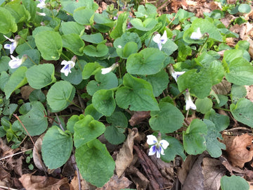 Wild Violet Flower Plants - 12+ Bareroot Rhizomes, White Viola for CT Garden