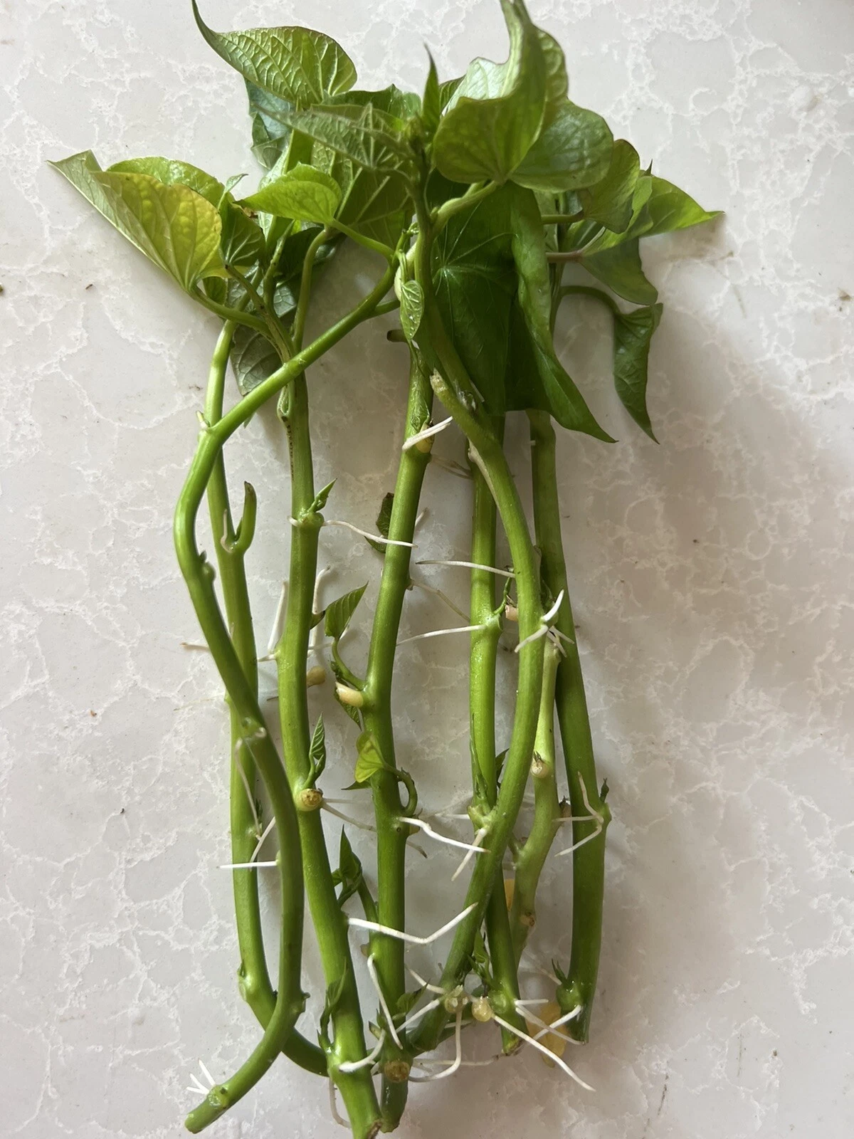 Sweet Potato Slips – 8 Rooted Vine Cuttings – Live Plant Slips Ready for Planting