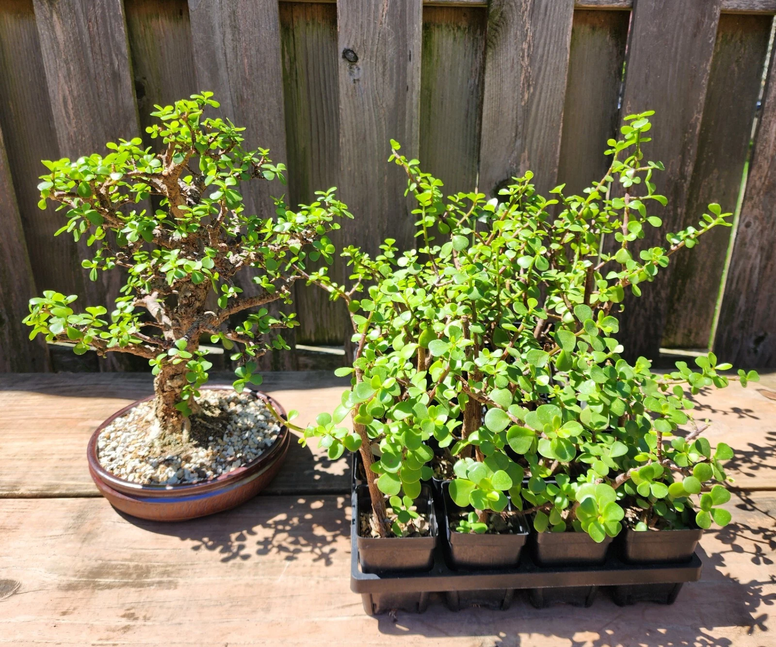 Dwarf Jade Bonsai – 3 Rooted Portulacaria afra Plants, 3-Year-Old Cork Bark Style Starter Bonsai for Indoor or Patio Growing