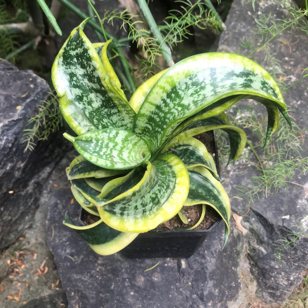 Sansevieria Twisted sister Plant - myBageecha