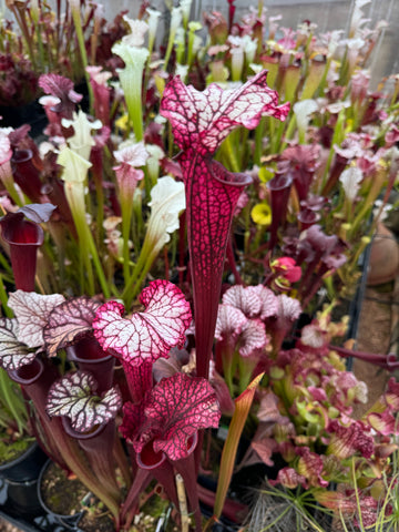 Sarracenia x leucophylla Hurricane Creek White F x Saxapahaw clone B. - Small (Shipped Bare-Root)