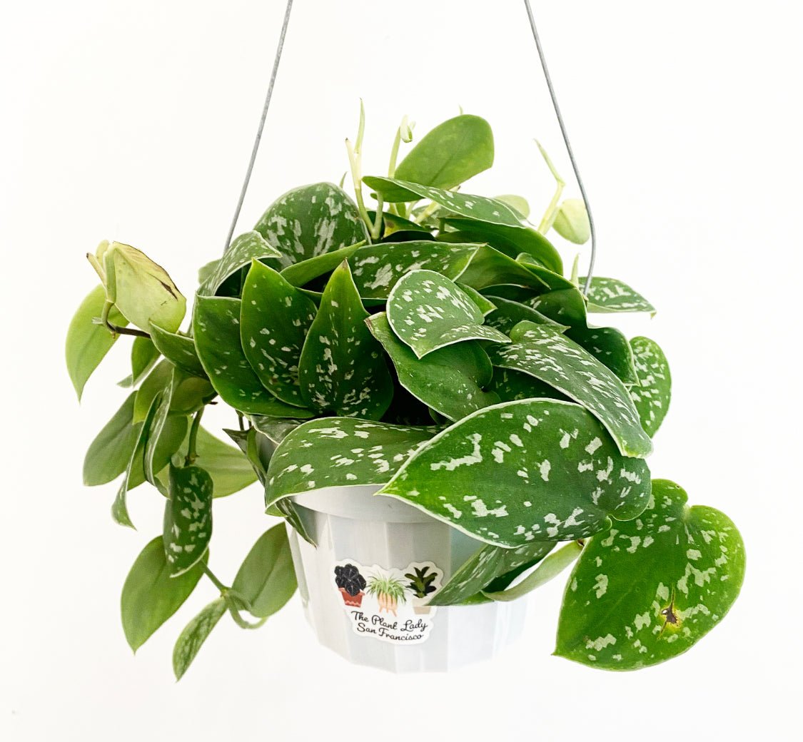 Scindapsus pictus 'Argyraeus' AKA Satin Pothos - The Plant Lady SF