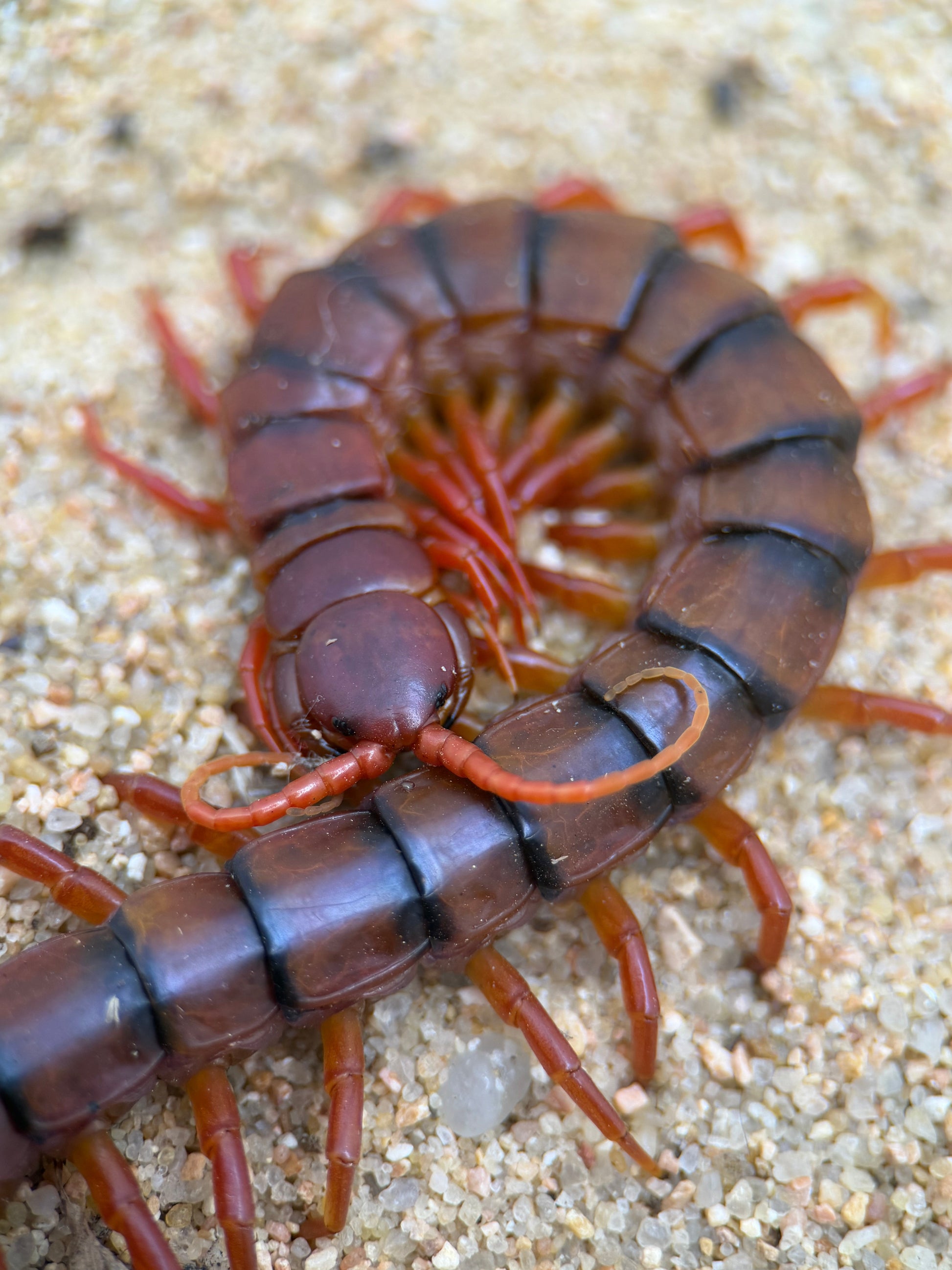 Scolopendra dehaani – Malaysian Cherry Red Centipede | All-Cherry Giant with Black Banding | Live Arrival Guarantee