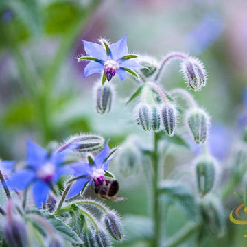 Borage (Starflower) flower seeds from SeedsNow, showing vibrant blue star-shaped flowers and green foliage.