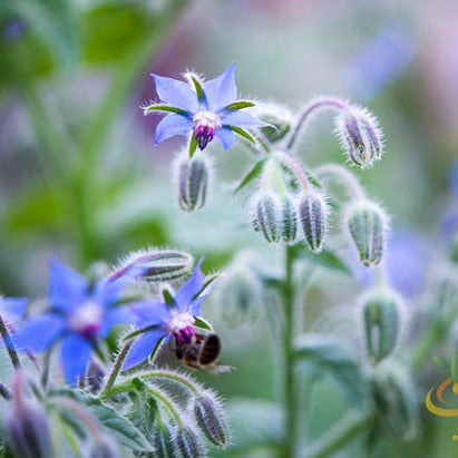 Borage (Starflower) flower seeds from SeedsNow, showing vibrant blue star-shaped flowers and green foliage.
