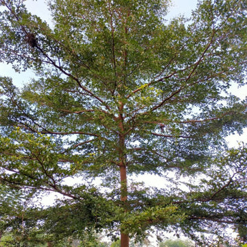 Tall tree with a thick trunk and abundant green leaves against a clear sky.  Henderson Garden Supply