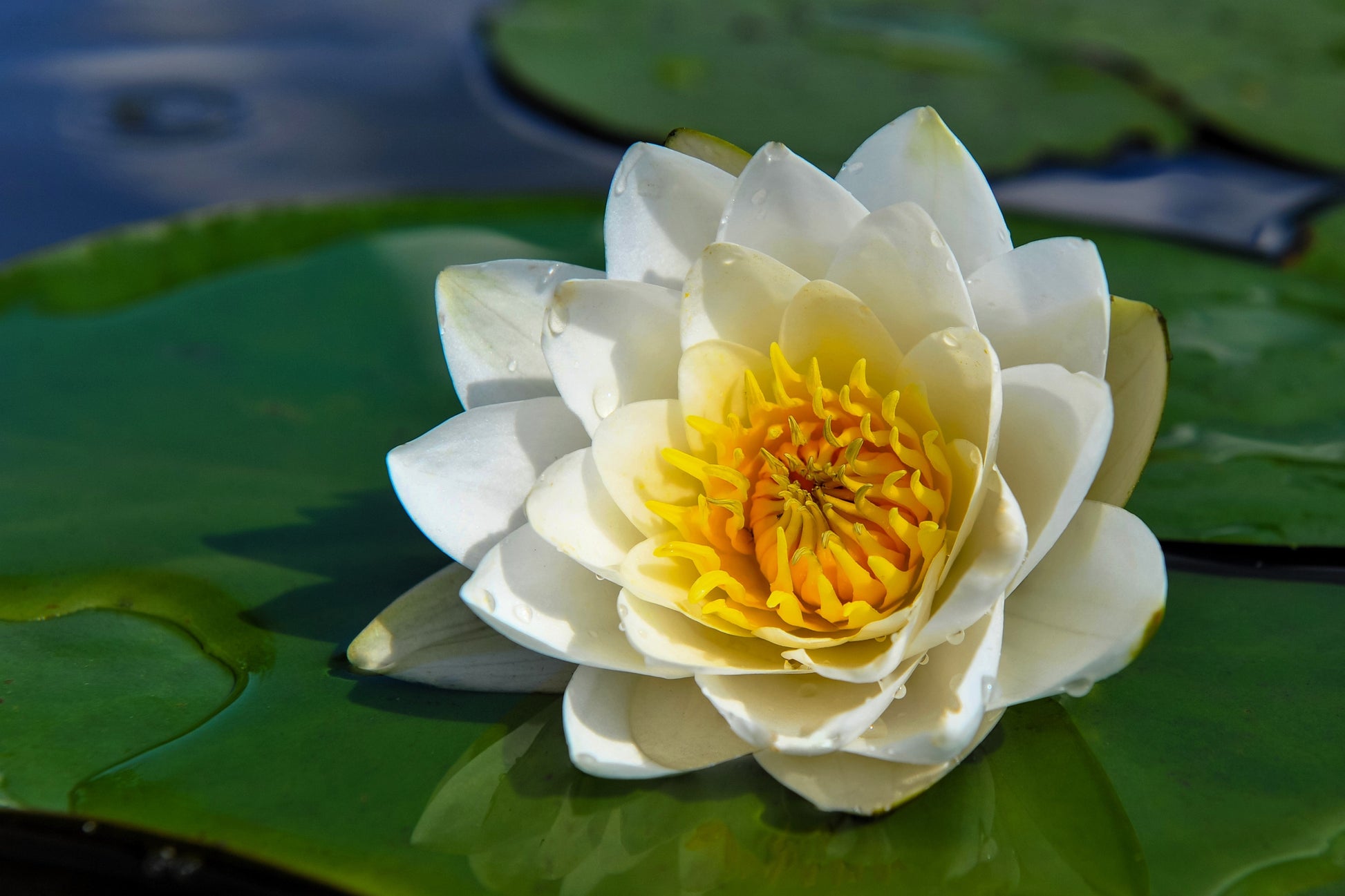 10 WHITE WATER LILY / Lily Pad / Sacred Asian Water Lotus Nymphaea Ampla Flower Seeds