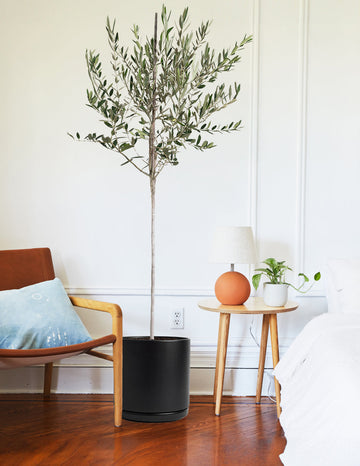 Olive Tree