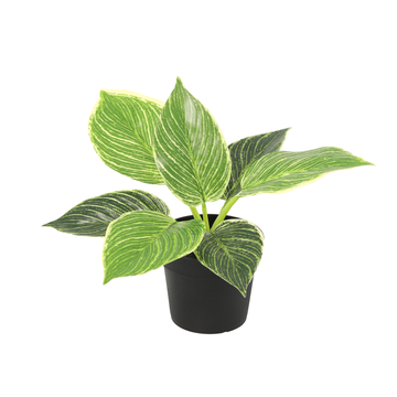 Artificial plant Philodendron birkin - ↕20cm