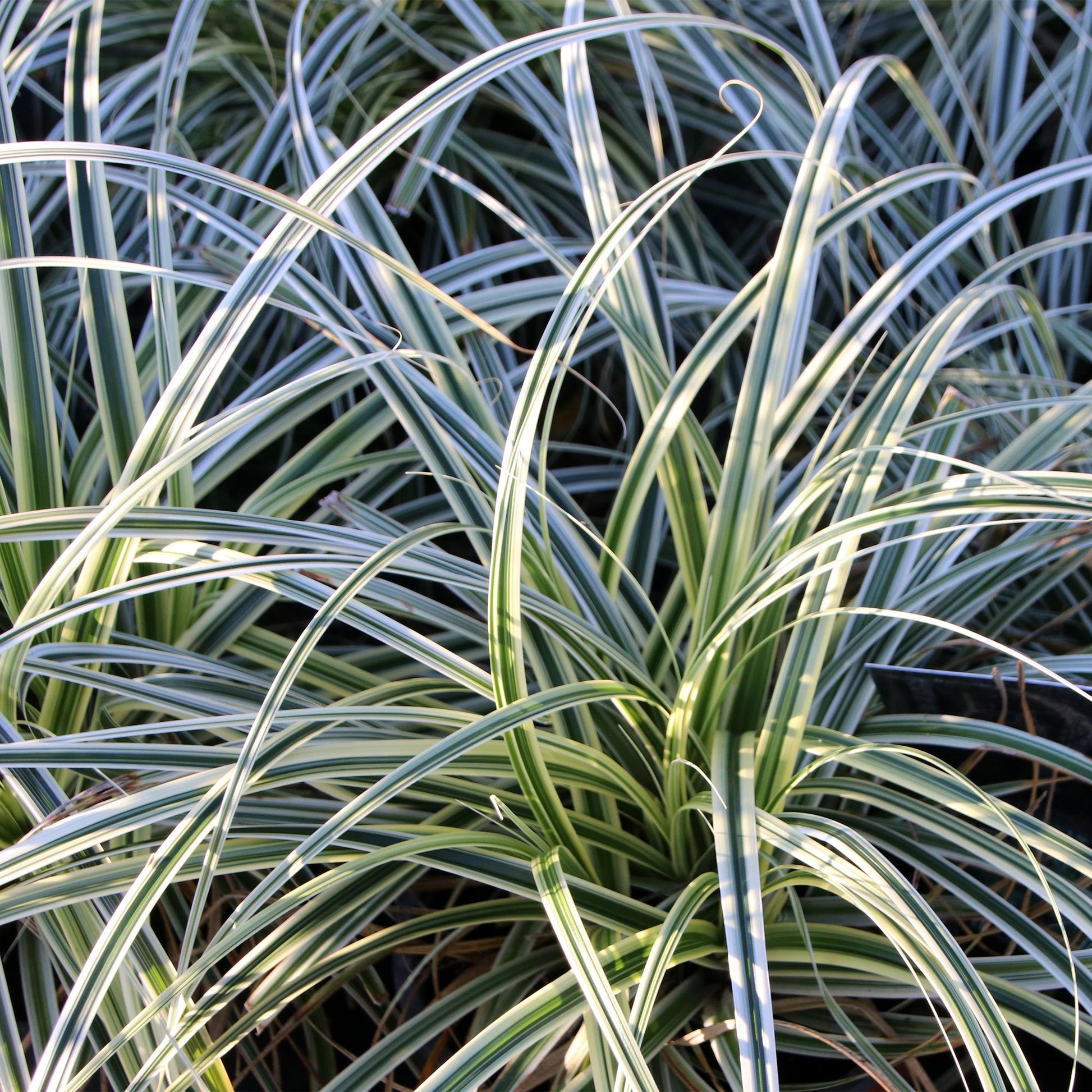 Carex oshimensis Everest