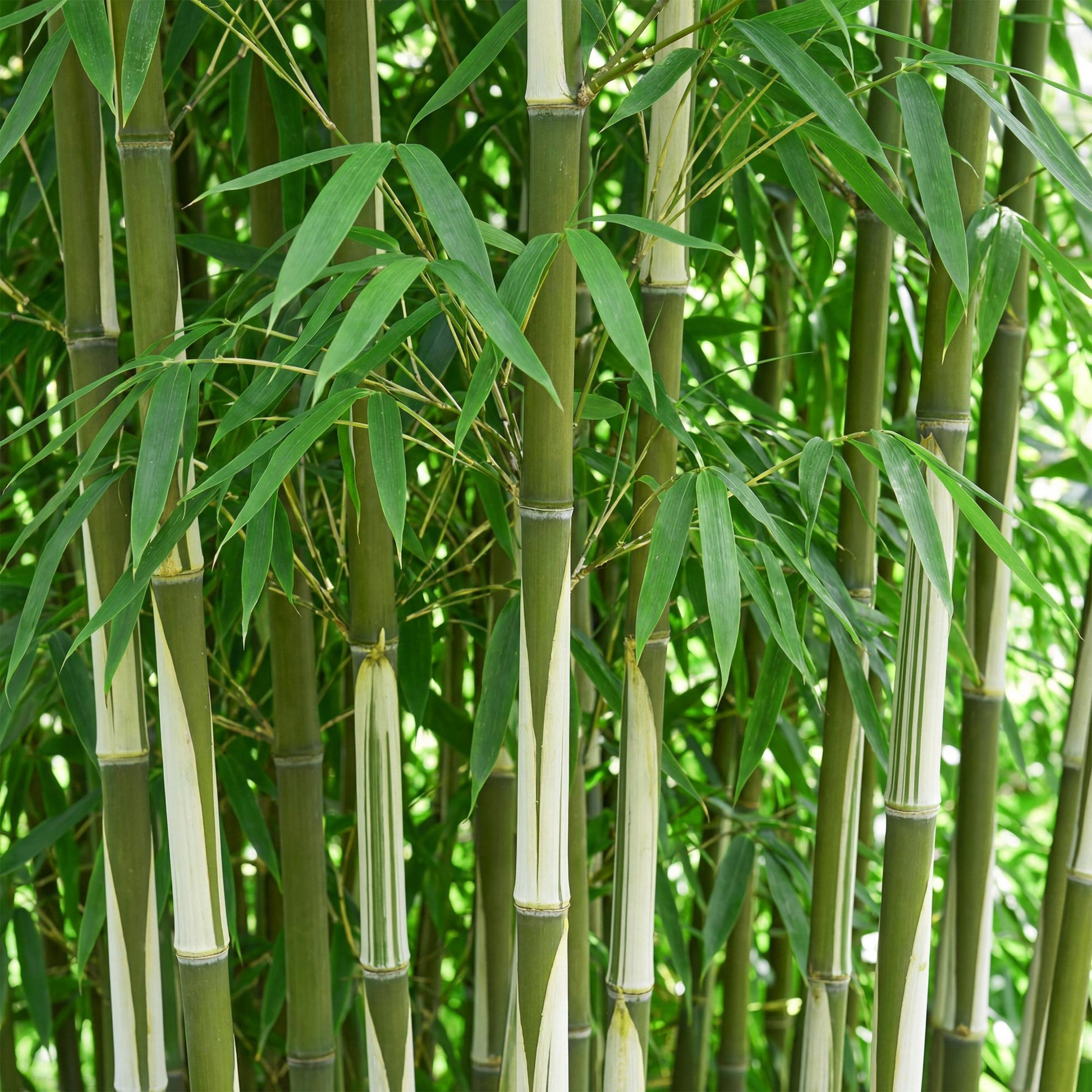 Green boutiQ - Gräser - Fargesia robusta Pingwu - Bambus - Nicht Wuchernd - Grün - 1 Pflanze - Topf 23 cm - Höhe 80 cm