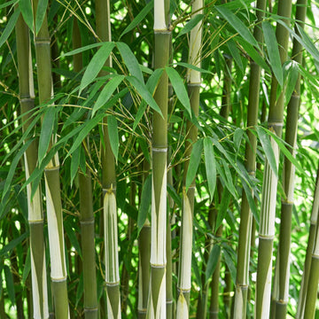 Green boutiQ - Gräser - Fargesia robusta Pingwu - Bambus - Nicht Wuchernd - Grün - 1 Pflanze - Topf 23 cm - Höhe 80 cm