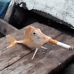 Steam Workshop::Fish smoking under curtan wall