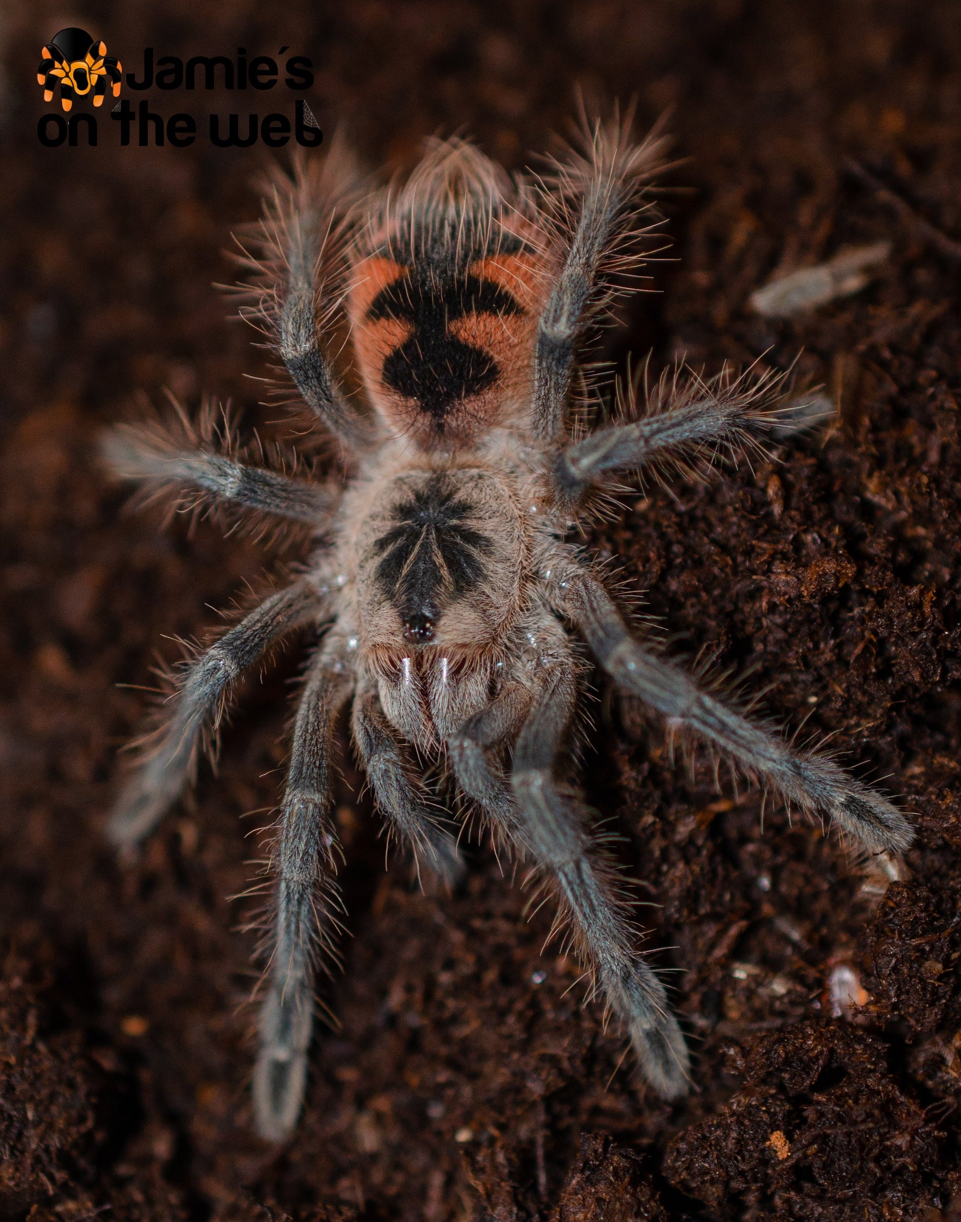 Pamphobeteus vespertinus (Ecuadorian Red Bloom) 2-2 1/2” FEMALE #PV-4  (Pictured)