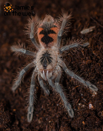 Pamphobeteus vespertinus (Ecuadorian Red Bloom) 2-2 1/2” FEMALE #PV-4  (Pictured)